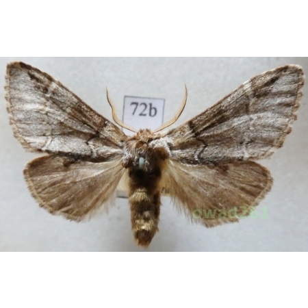 Drymonia obliterata (Borkhausen, 1790) Dąbrówka melagona Czech72b